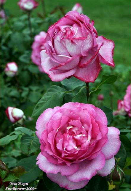 伊芙伯爵（Yves Piaget）
商用别名：MEIvildo；Queen Adelaide；Royal Brompton Rose；The Royal Brompton Rose
中等粉色，混合茶。
注册名称：MEIvildo
展览名称：Yves Piaget（伊芙伯爵）
1983法国玫兰国际，玛丽路易斯（路易塞特）（Marie-Louise (Louisette)）。
混合茶/大花，罗曼蒂克系列。Hybrid Tea / Large-Flowered. Romantica ™.
深粉红色。强香。花瓣80。双瓣杯状形式。多季节重复开花。
高度80至105厘米。
用于切花或花园。可以地栽或盆栽，盆栽冬季需防冻保护