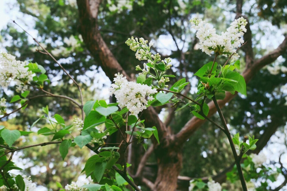 Monkey 北京游