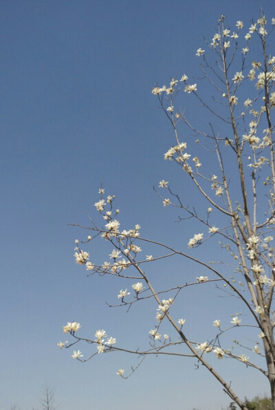 花儿与天空