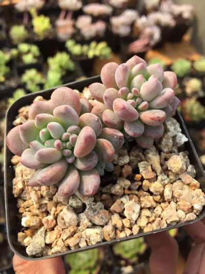 花乃井 Echeveria amoena 원종아모에나