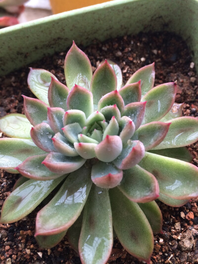 女雏 Echeveria cv Mebina 메비나