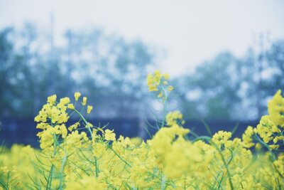 油菜花