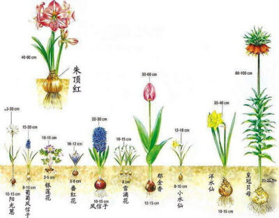 球根植物的种植方法和种植深度