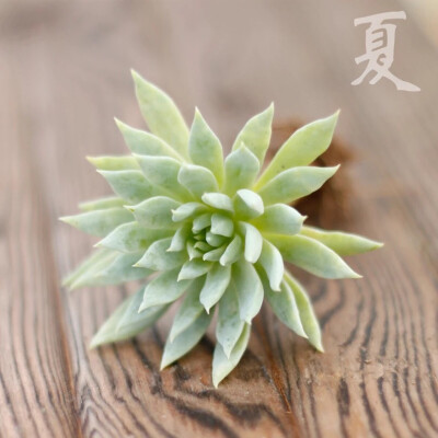 蓝色天使 Echeveria Graptoveria Fanfare 팡빠레