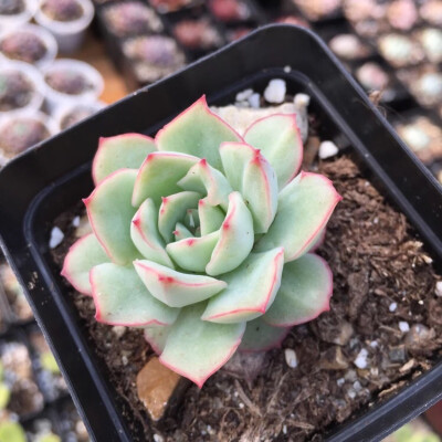 织锦 Echeveria Californica Queen 정야금