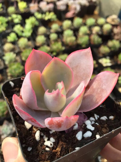 晚霞 Echeveria afterglow 에프터글로우