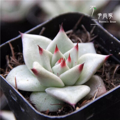 天狼星/思锐 Echeveria agavoides Sirius 시리우스