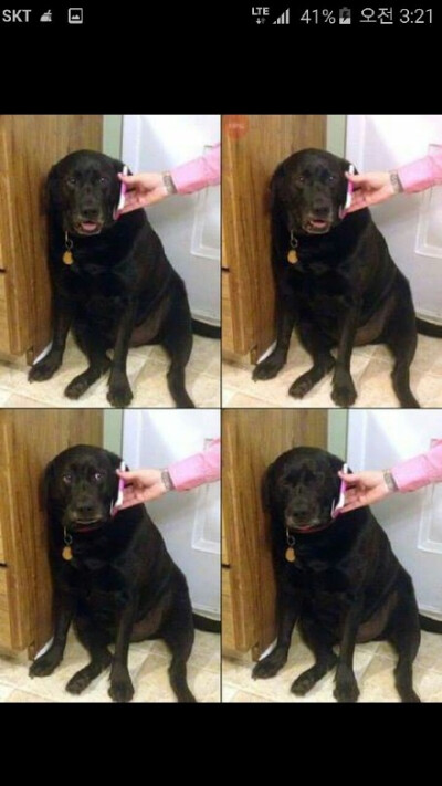 一网友家的狗狗只听男主人的话，女主人平时管不了，让它接男主人电话直接变老实了。。。表情变化也是丰富的很。。。