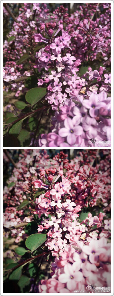 食堂外天臺(tái)上的丁香花，午飯后的陽(yáng)光很耀眼，有些照片其實(shí)不修也挺好看的，但作為不修圖會(huì)死星人，根本停不下來(lái)啊～