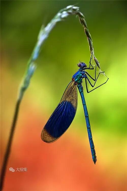 蜻蜓花立