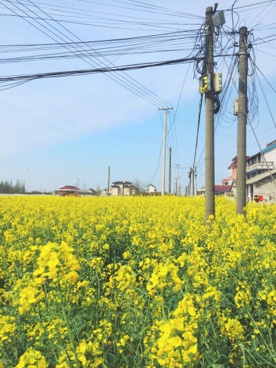 清明 油菜花