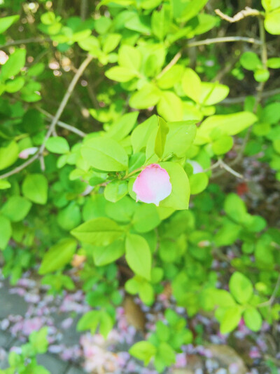 樱花飘落