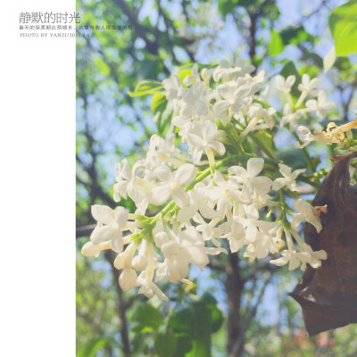 方茴说找到五瓣丁香花的就能找到幸福