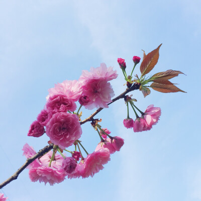 生活不止琐碎，还有花