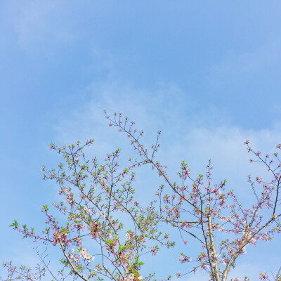 花与天空