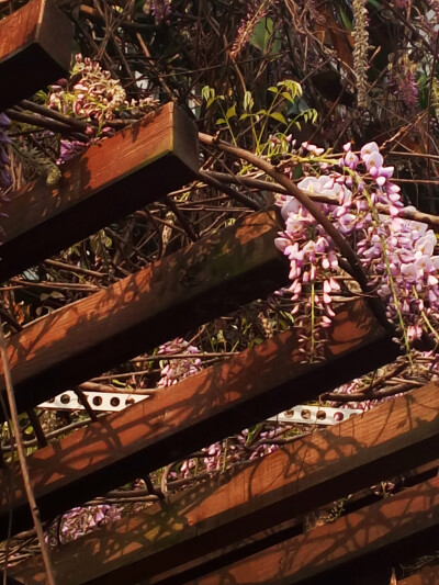 2016.4.4陽光，花架，紫藤蘿