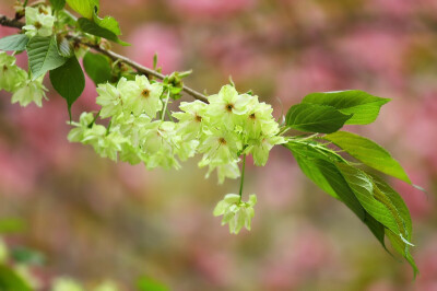 #清明#同样是樱花，同样是在雪州这座城市，花期前后竟相差十余天，越前区的晚樱已开始凋落，而东川区的早樱却竞相开放。东川秀莹，1988年4月4日21时40分，生于雪州市东川区樱花冷葬情冢。葬情冢，埋葬的是越前之樱。…