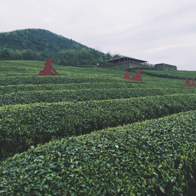 宜兴龙池山茶园