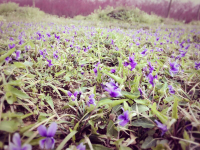 紫花地丁。