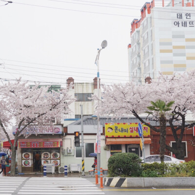 镇海的樱花节 随处的一个街道都像电影里的场景