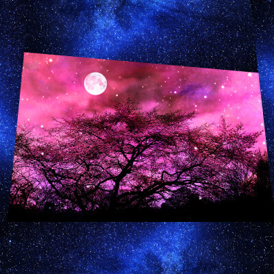 月夜桜，id=56070205 插画 风景 星空 唯美 意境 背景 二次元 治愈系 藍色 櫻花 p站 