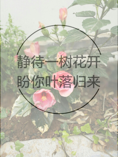 静待一树花开，盼你叶落归来。