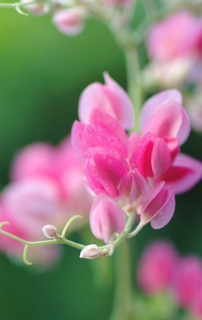 小清新 温暖 干净 安静 唯美 静物 物语 时光 花 清新淡雅 鸟语花香 花 植物 风景 树木 盆栽 景物 壁纸 头像 背景 绿色 摄影