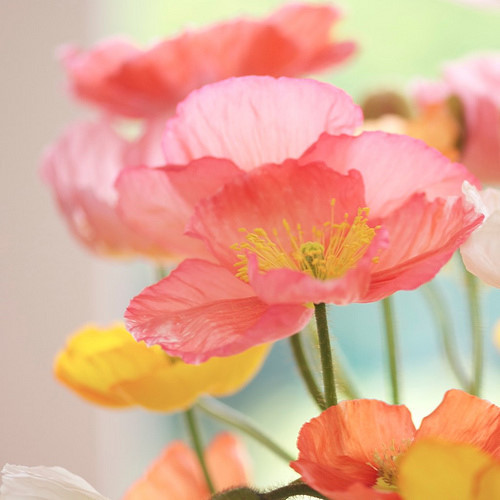 小清新 温暖 干净 安静 唯美 静物 物语 时光 花 清新淡雅 鸟语花香 花 植物 风景 树木 盆栽 景物 壁纸 头像 背景 绿色 摄影