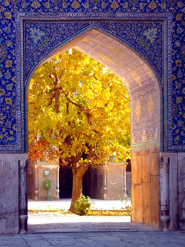 ...the golden tree...Morocco唯美 小清新 治愈 大气磅礴 摄影 人物 植物 怀旧 封面 风景