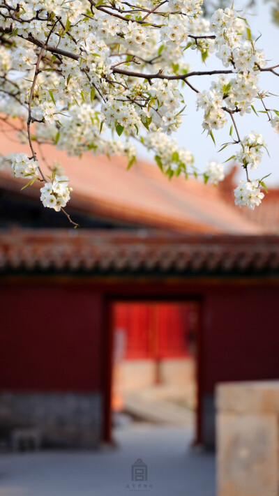 紫禁城【花朝•梨花•丙申】“白锦无纹香烂漫，玉树琼葩堆雪” 照片取自@故宫博物院