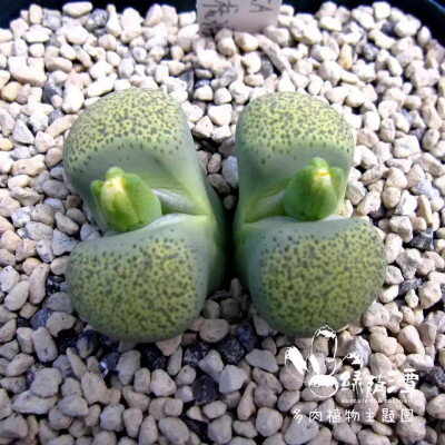 生石花 黄碧琉璃玉 