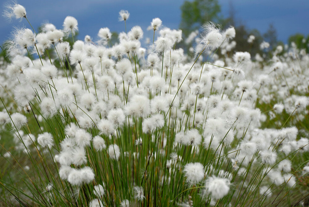 侵图请告，即删 羊胡子草，别名：卵穗苔草，莎草科。 多年生草本，高14至80cm。