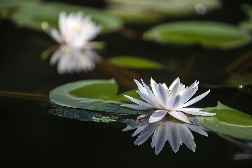 睡莲花语：洁净、纯真、妖艳。