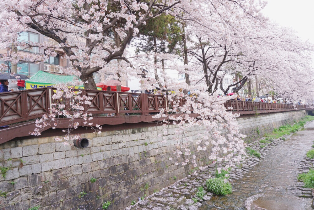 余佐川桥两旁的樱花树枝垂到河中央