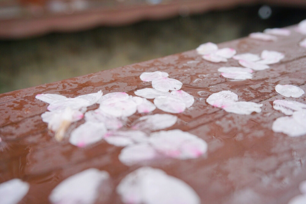 那天正好下着小雨 木桥上有雨滴和花瓣