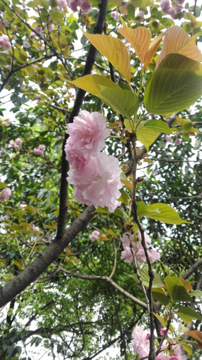 重庆杨家坪动物园的樱花