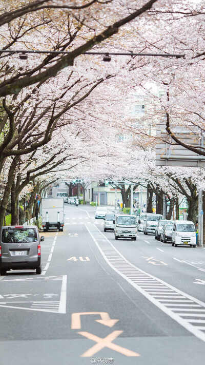 壁纸 日本 樱花 街道