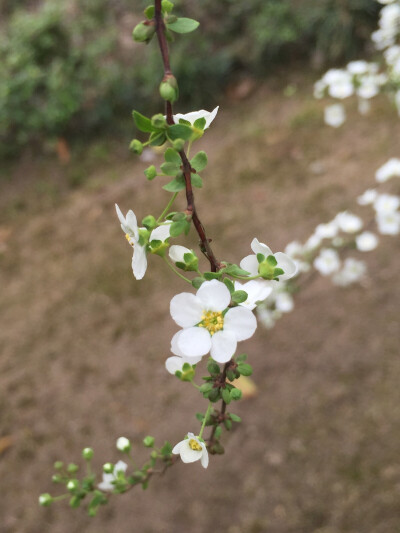 一枝独秀