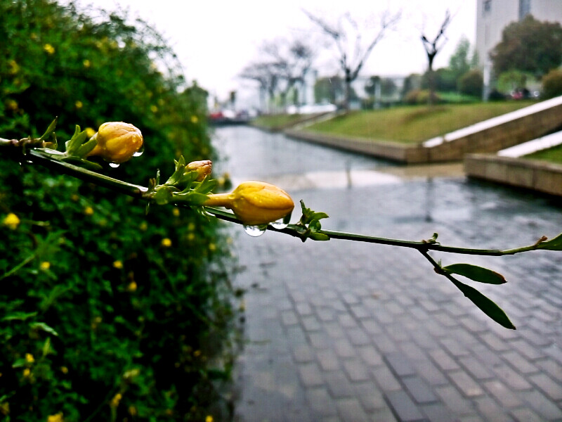 雨中迎春花