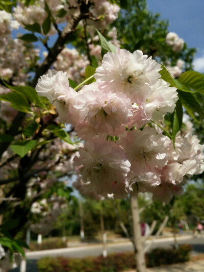 樱花