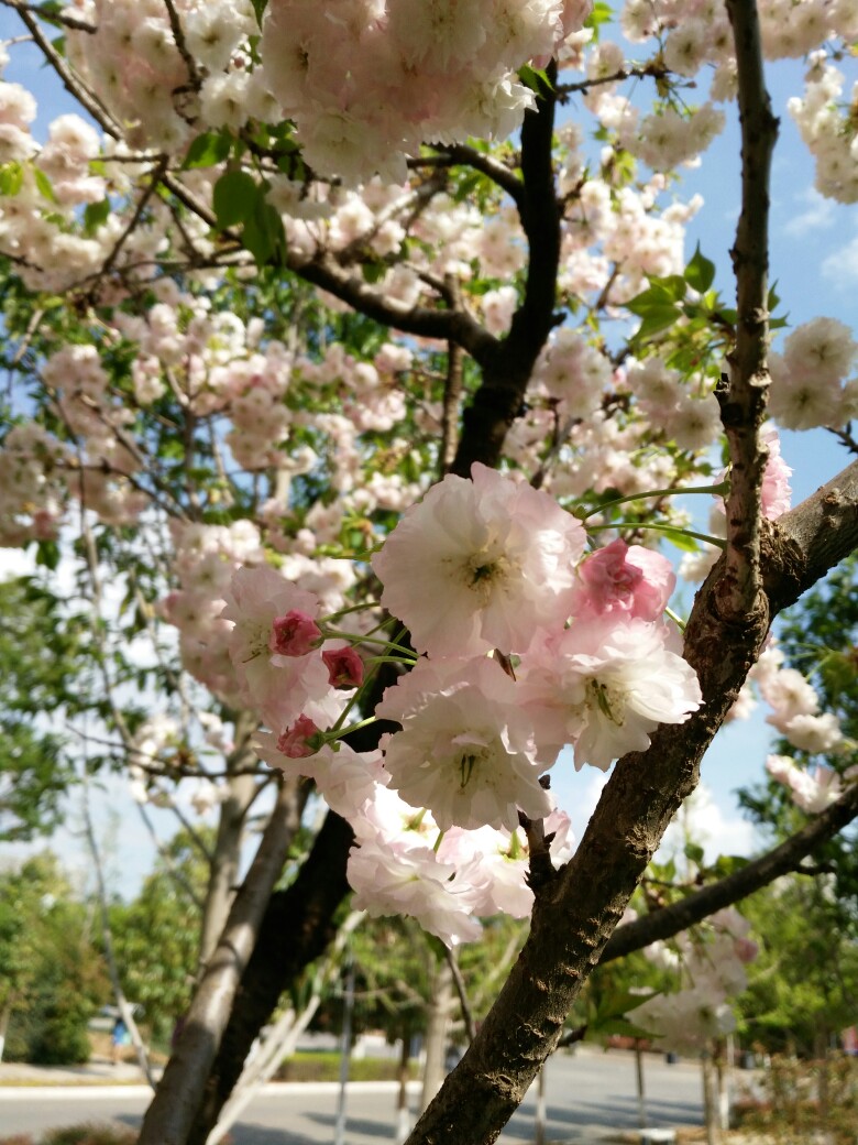 樱花