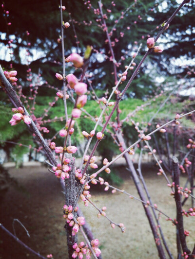 花骨朵儿