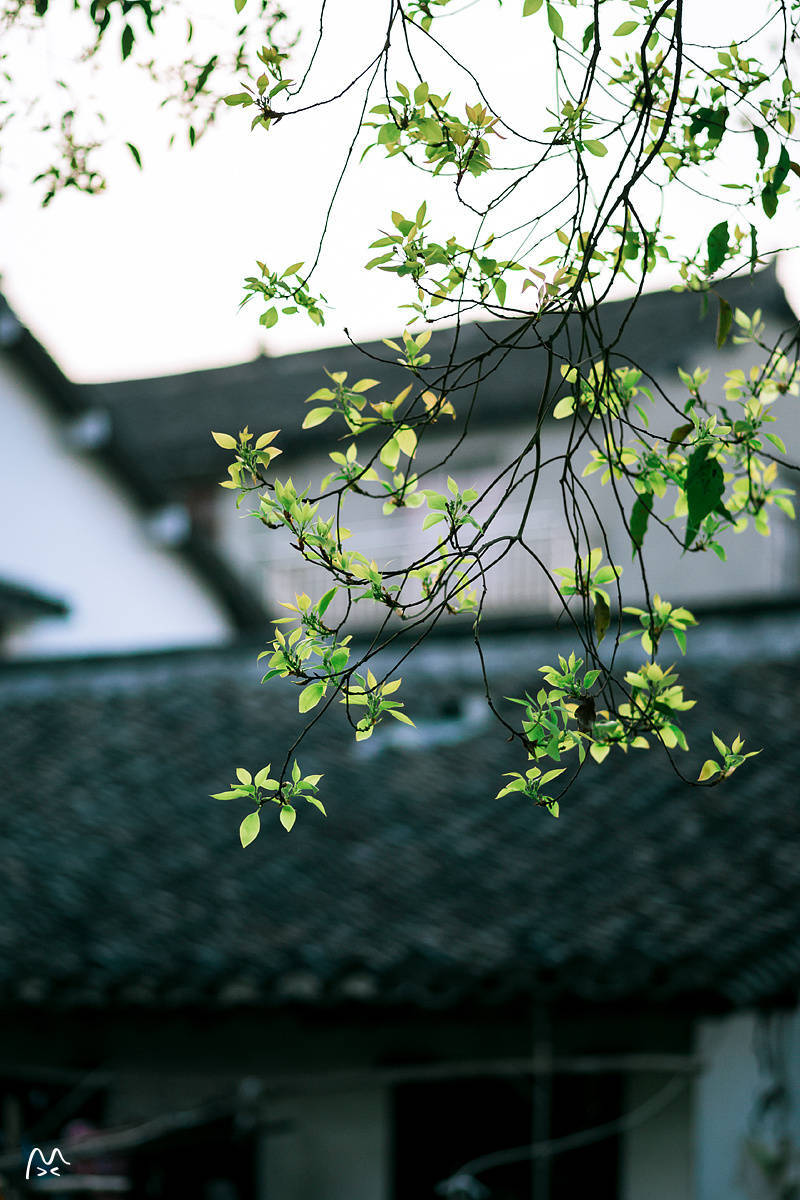 夕四呼叫长弓，夕四呼叫长弓。