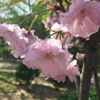 日本晚樱