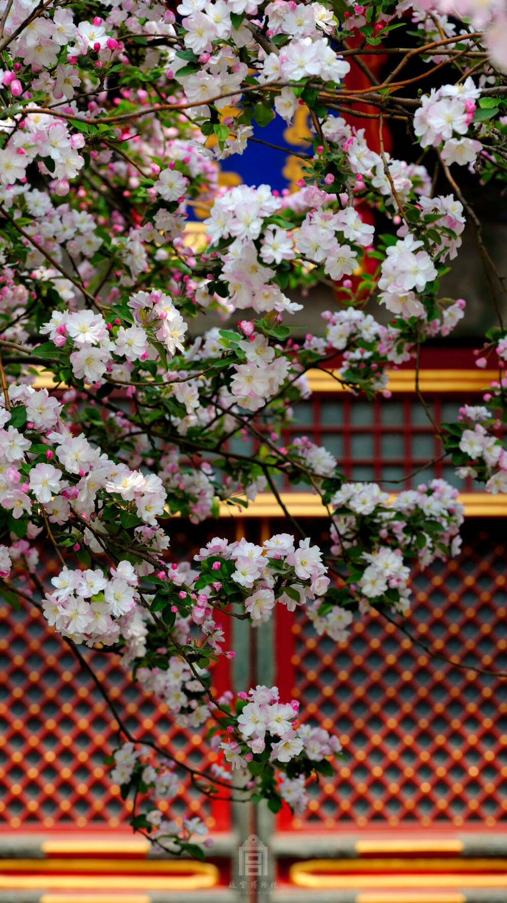 紫禁城【花朝•海棠•丙申】“似红如白含芳意。锦宫外，燕子不知愁。烛花偏在红帘底，春寒正睡。梦著玉环娇，又被东风醉” 照片取自@故宫博物院