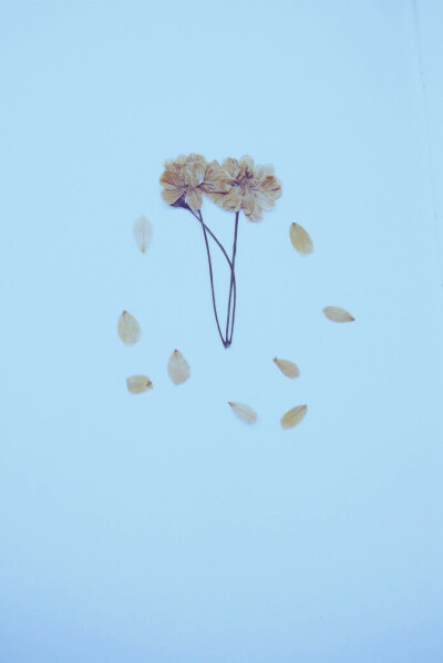 曾梦想仗剑走天涯，看一看世间的繁华。