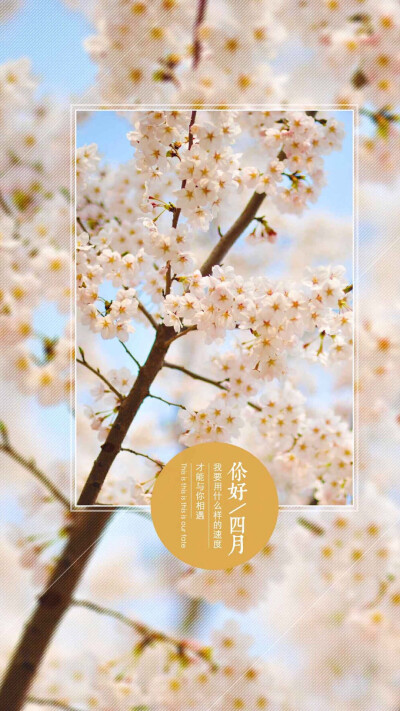 四月 樱花 高清壁纸