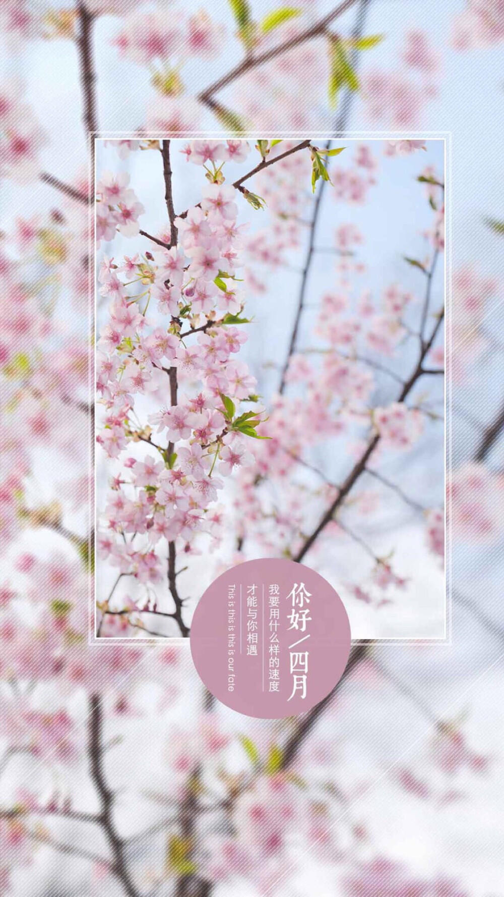 四月 樱花 高清壁纸