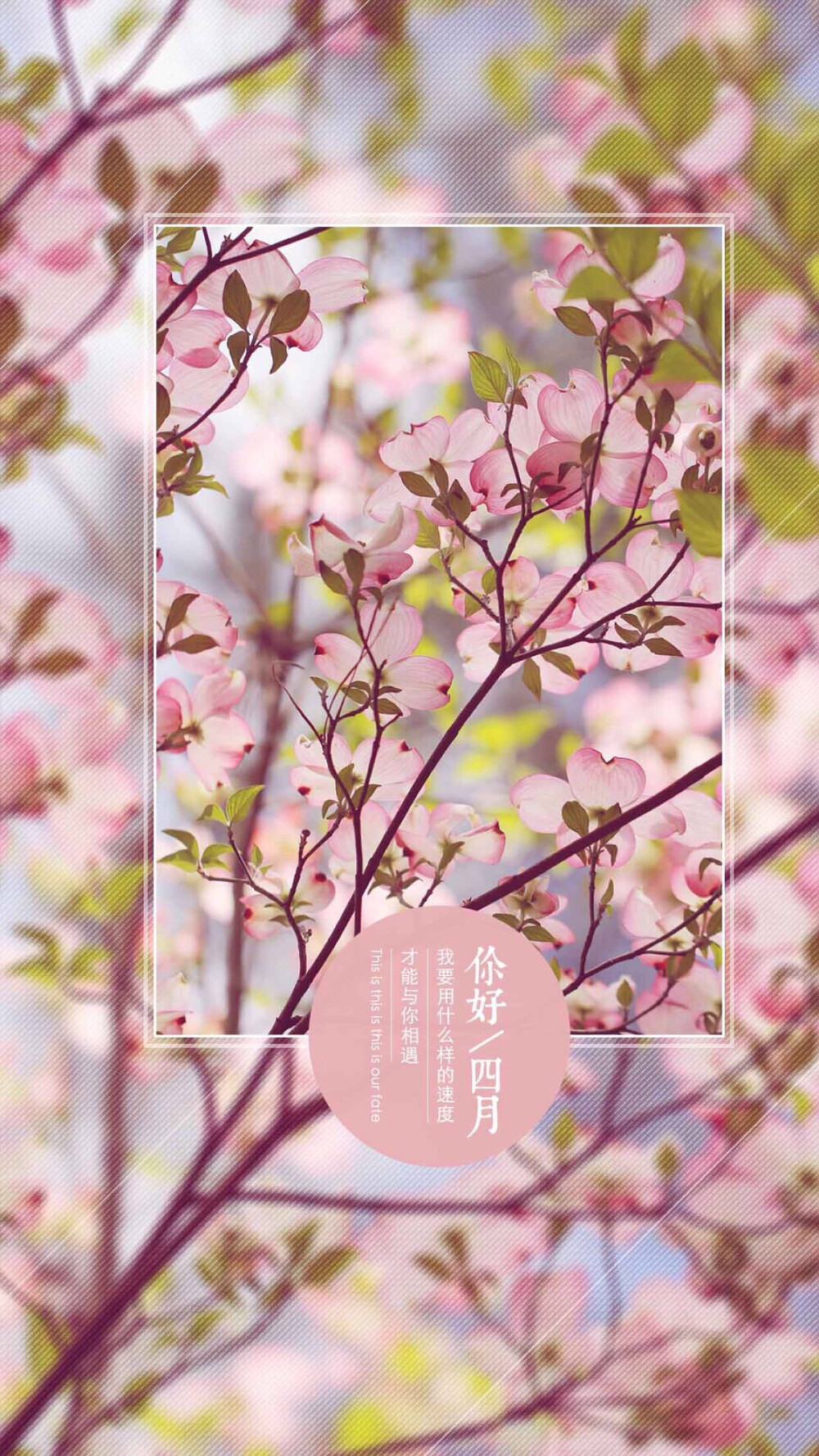 四月 樱花 高清壁纸