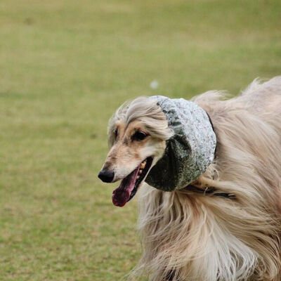 阿富汗猎犬